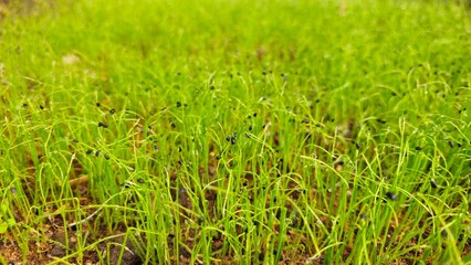 Fresh Green Seedlings Growing in Soil, Young Plant Farm Background. Freshly sprouted onions