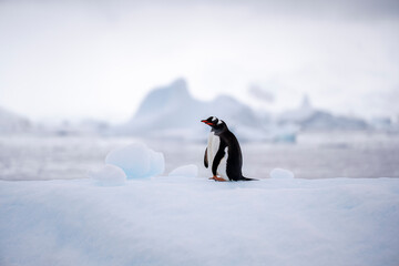 Obraz premium penguin in antarctica