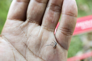 Dead mosquito squashed on dirty hand palm. Close up of killed insect pest after an annoying bite, concept for disease prevention and control from blood sucking bugs