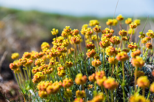 Close Up Of Buckwheat Flowers