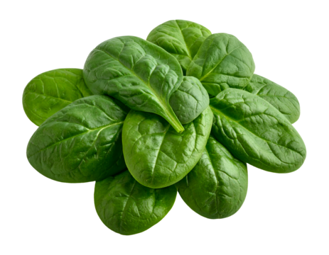 Bunch of fresh green spinach leaves arranged in a neat cluster for healthy salad ingredients on isolated background