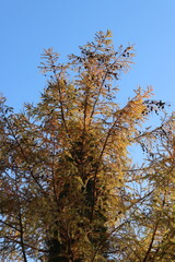 Yellow leaves on a larch tree