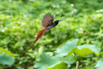 kingfisher on a branch