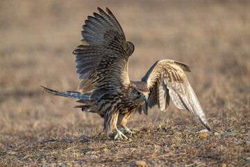 vulture in the serengeti