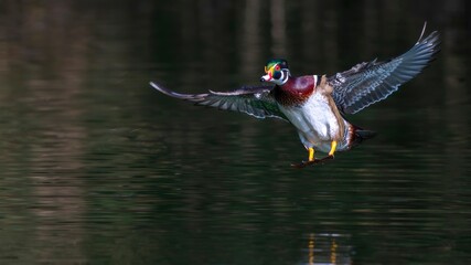 mallard duck swimming in the water