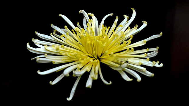 yellow flower on black background