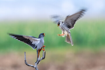 red winged blackbird