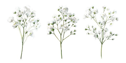 Background with tiny white flowers (gypsophila paniculata), blurred. Flower transparent background	