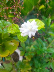 white jasmine flowers