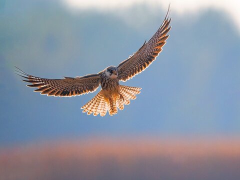 red tailed hawk