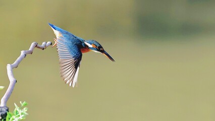 blue winged blackbird