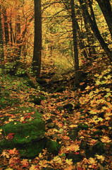 Fall colors at West Fork, Oak Creek Canyon