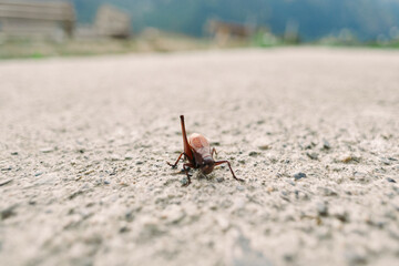 Grasshopper insect closeup on ground outdoors showing nature texture and macro detail of a brown grasshopper on rough pavement, low angle shallow depth of field with blurred rural background.