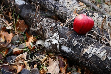 Red Apple on Autumn Forest Floor