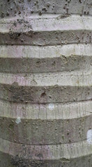 Close-up of a textured tree bark with natural grooves.