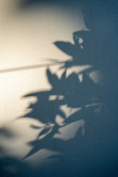 Silhouette of leaves casting shadows on a wall.