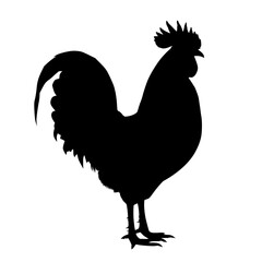 rooster isolated on white background