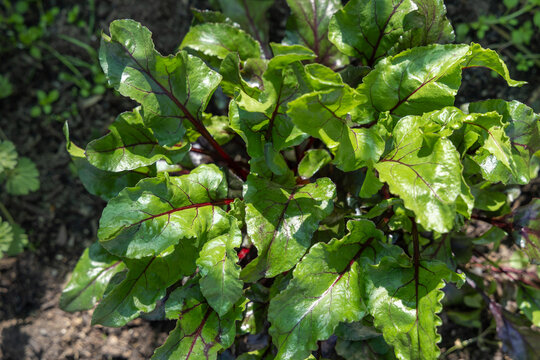 Close-up of home grown beetroot plant leaves in garden vegetable patch