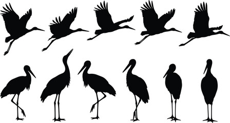 Naklejka premium Set of black stork silhouettes showing flying and standing birds isolated on white background vector illustration collection for nature and wildlife design.