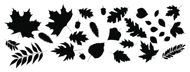 big set of cute leaves from different kind of trees