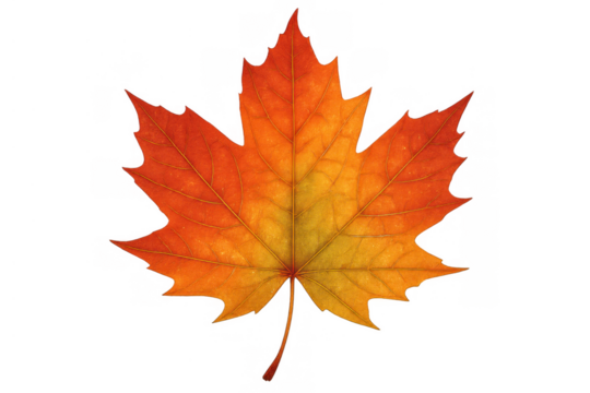 Vibrant maple leaf symbolizing autumn season and canadian nature, bringing colorful fall feelings with transparent background
