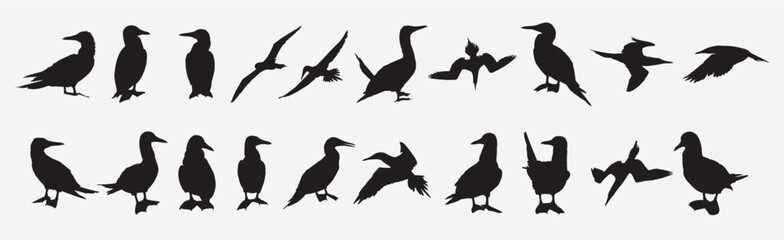 blue footed booby bird silhouette 