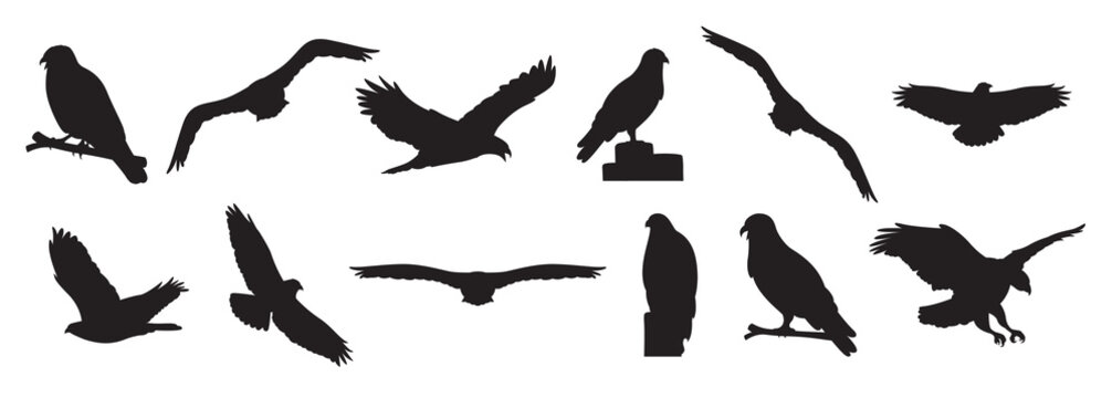buzzard silhouettes vector 