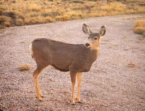 Wild mule deer doe standing alert on a gravel path in a sunny Wyoming field