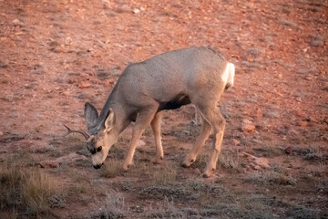 Deer eating grass at sunset in Wyoming prairie