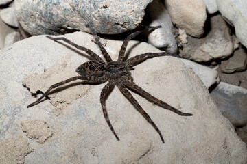 Close-up of a large striped fishing spider (Dolomedes scriptus) on a large pale rock on the edge of a river.  These semi-aquatic arachnids prefer habitats next to water, and stalk their prey. 