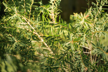 dense cluster of small, linear, dark green leaves characteristic of a shrub or small pine-like tree (possibly Melaleuca or similar conifer/shrub). The foliage is thick and layered, with soft, diffused