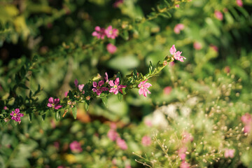 delicate pink Cuphea flowers (likely False Heather or Mexican Heather) nestled within a dense mass of fine green foliage. The image uses a shallow depth of field to highlight the miniature blooms, 