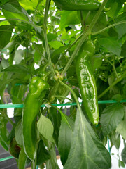 トウガラシのハウス栽培