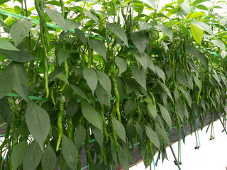 トウガラシのハウス栽培