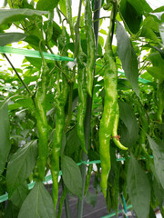 トウガラシのハウス栽培