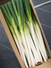収穫された長ネギ