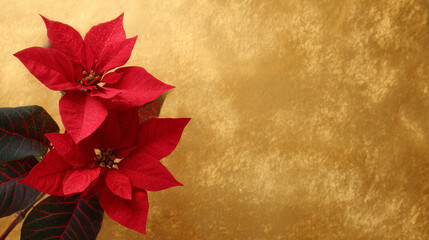 Elegant red poinsettias against a warm golden background, festive minimal composition symbolizing Christmas and celebration
