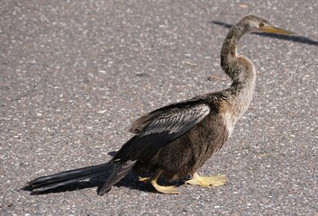 A juvenile Anhinga, also known as snakebird, standing on an asphalt surface with its long neck and yellowish webbed feet.