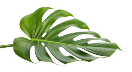 Monstera deliciosa leaf tropical plant swiss cheese plant botanical green nature exotic jungle houseplant transparent background cutout png