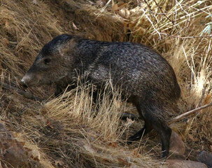 Javalina