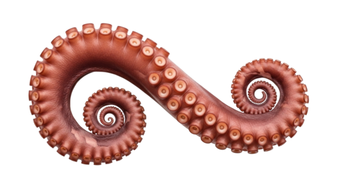 Octopus tentacle curl transparent background cutout png