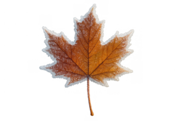 Maple leaf covered in frost, showing winter's cold embrace on brown and orange autumn foliage