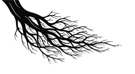 Intricate network of dark tree roots spreading outwards on white background