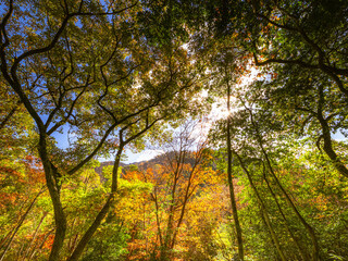 神戸六甲山の秋　登山道の木々が色づく
