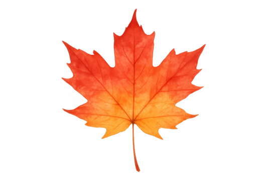 Vibrant red and orange maple leaf showcasing autumn foliage, isolated on a transparent background