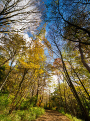 紅葉が広がる六甲の登山道、シェール道