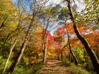 紅葉が広がる六甲の登山道、シェール道