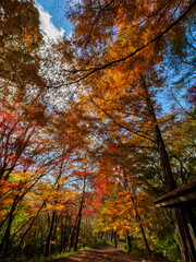 紅葉が広がる六甲の登山道、シェール道