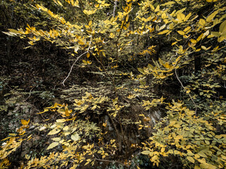 神戸六甲山の秋　登山道の木々が色づく