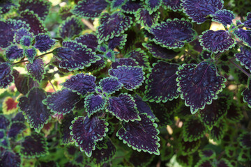 Scientifically known as Plectranthus scutellarioides, common names are Coleus and Painted Nettle.
